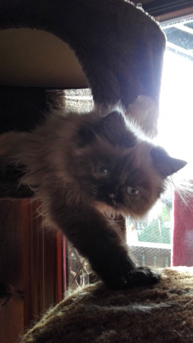 Miss Muffin, lieb lieb lieb...