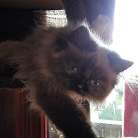 Miss Muffin, lieb lieb ...