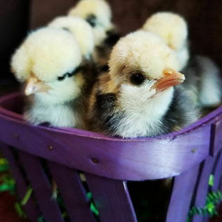 niedlichste Gesellen