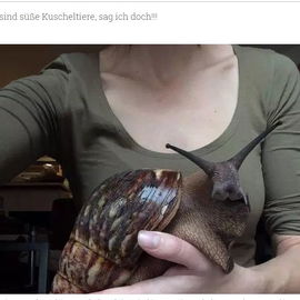 Mein Traum: Achatschnec...