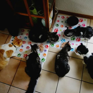 Die Rasselbande beim Fr...