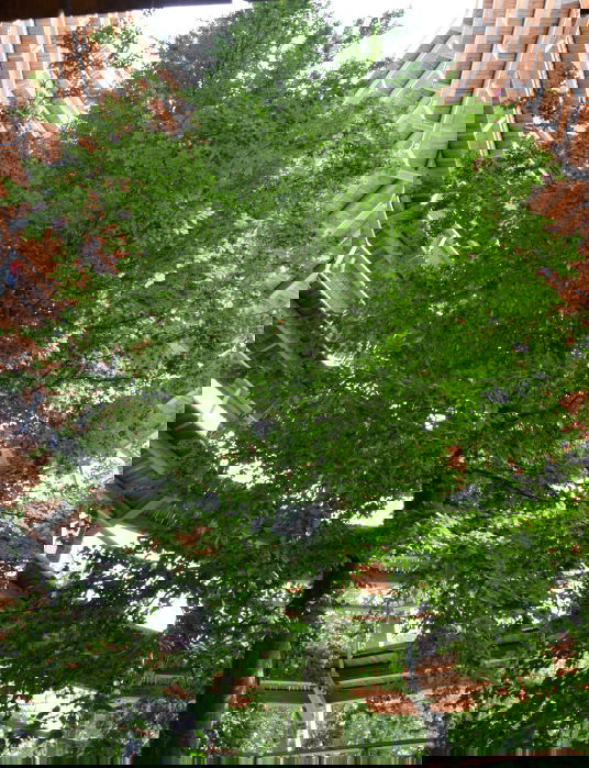 Baumwipfelpfad Rügen (Ostsee)