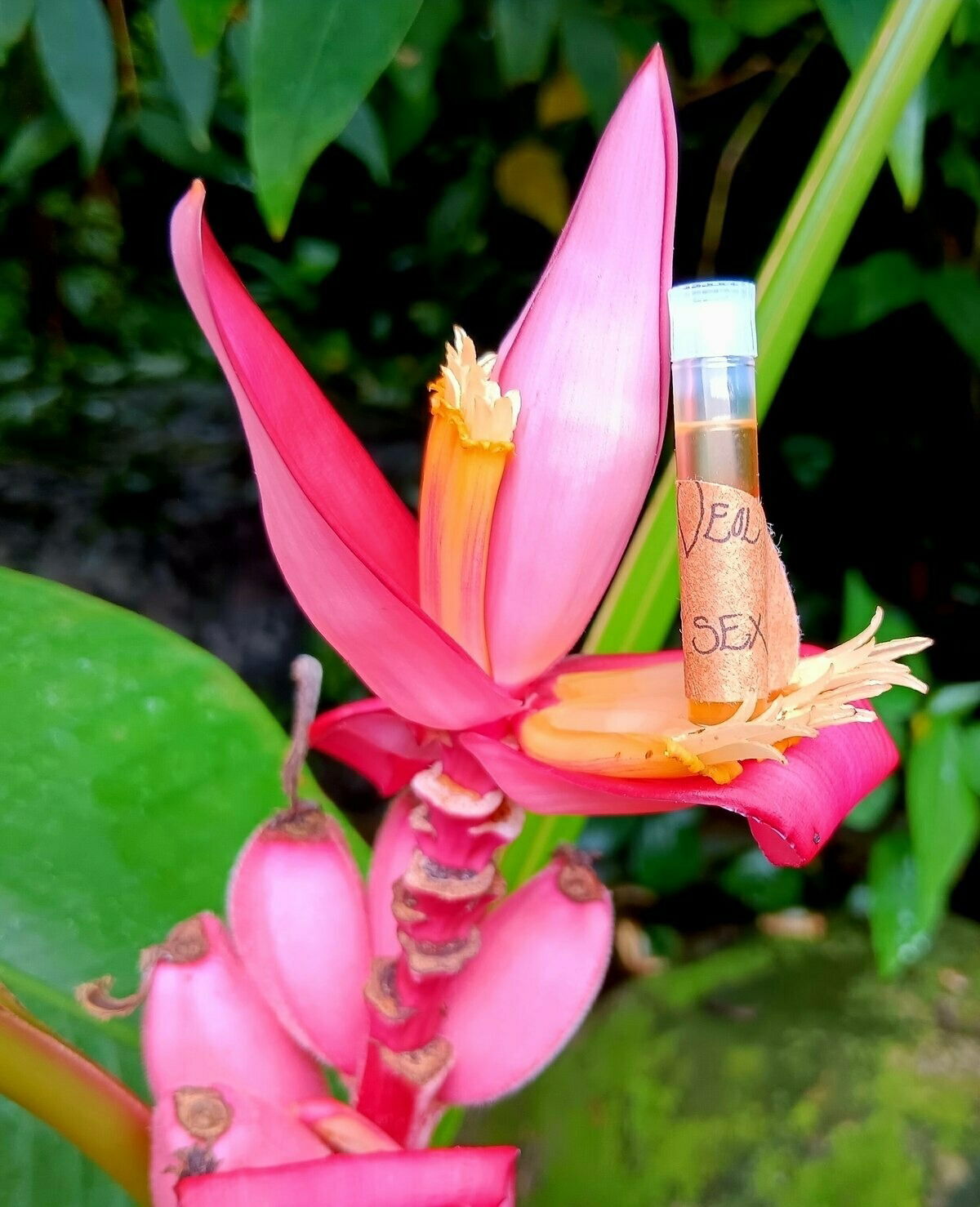 "Plant Sex" von Wild Veil