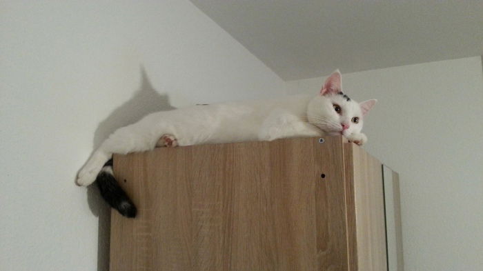Mein Kater Haydut, 2011 - 2021