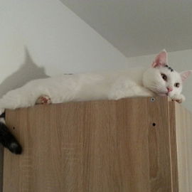 Mein Kater Haydut, 2011...