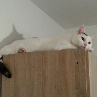 Mein Kater Haydut, 2011...