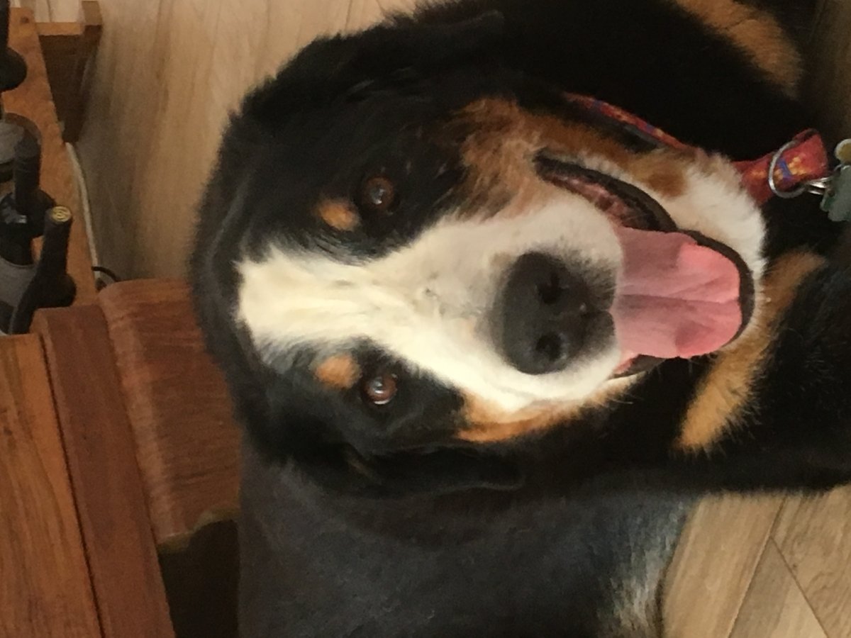 mein Seelenhund Apollo