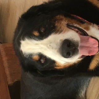 mein Seelenhund Apollo...