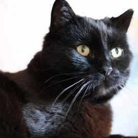 Eure Majestät Missy