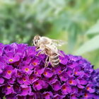 Fleissiges Bienchen