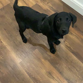 Shila (Aufpass-Wauzi Nr...