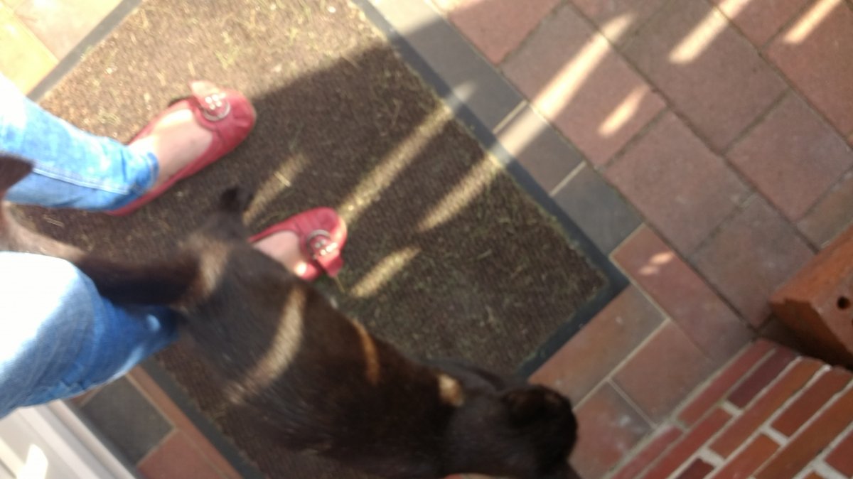 Mein Besucher-Schmuse-Kater :-))