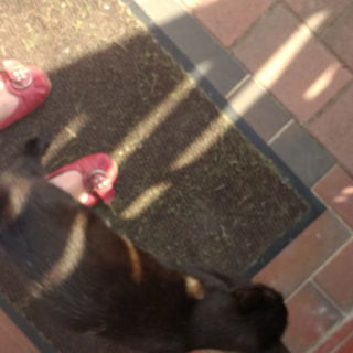 Mein Besucher-Schmuse-K...