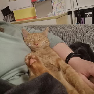 Felice' Hobbys: schlafe...