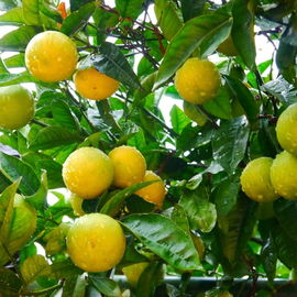 Amalfi Zitronen 🍋