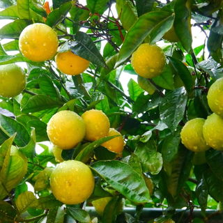 Amalfi Zitronen 🍋