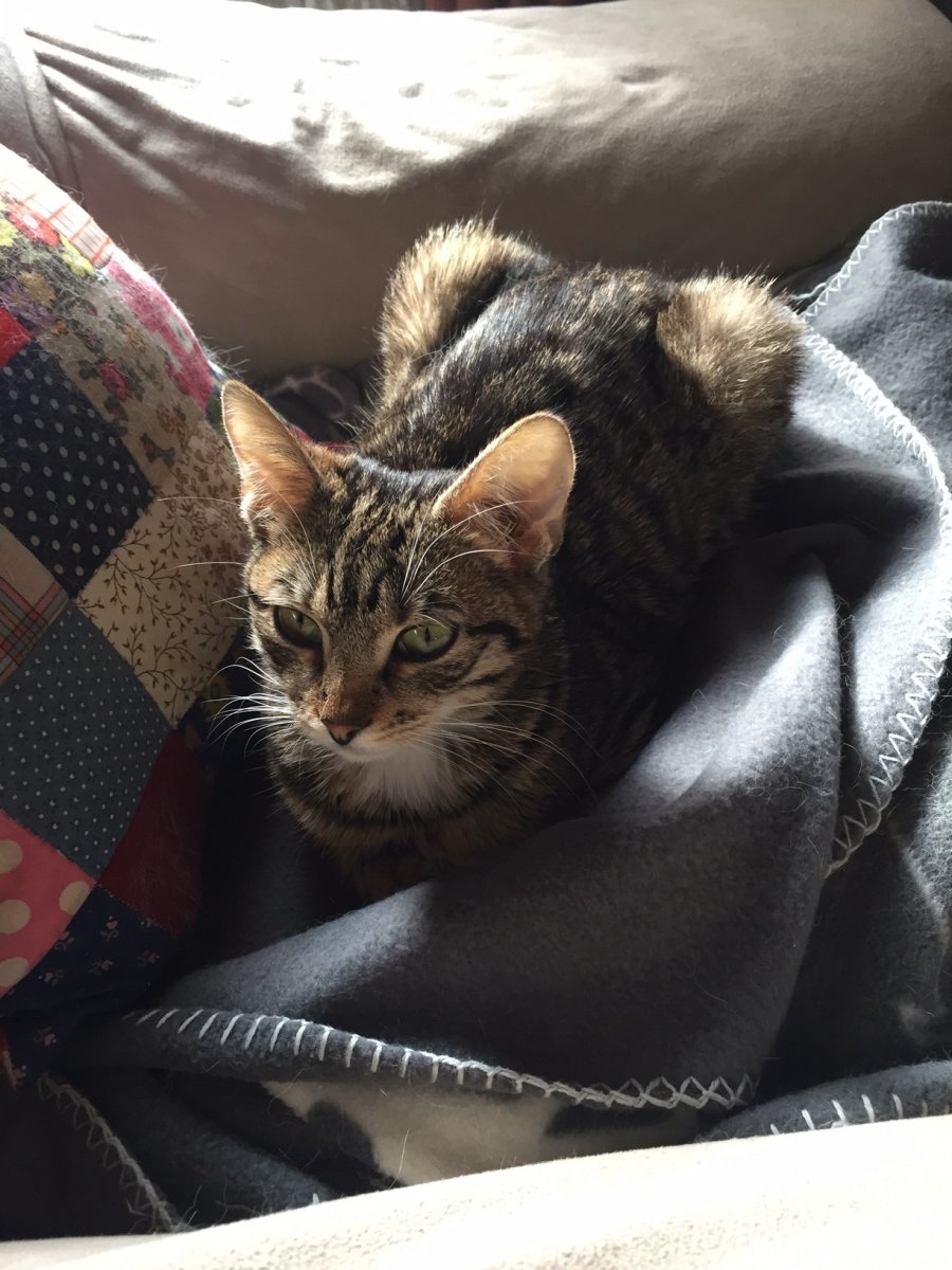 Meine kleine Lissy ist In der Nacht zum 7.5.2020 friedlich gestorben