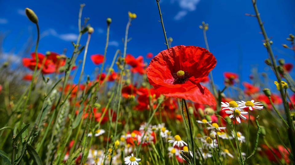 Mohnwiese-Nicht von Klimt