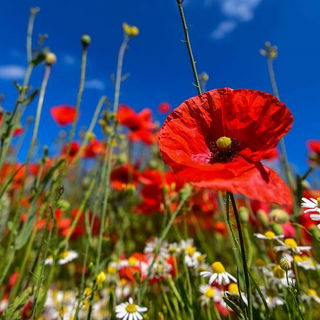 Mohnwiese-Nicht von Kli...