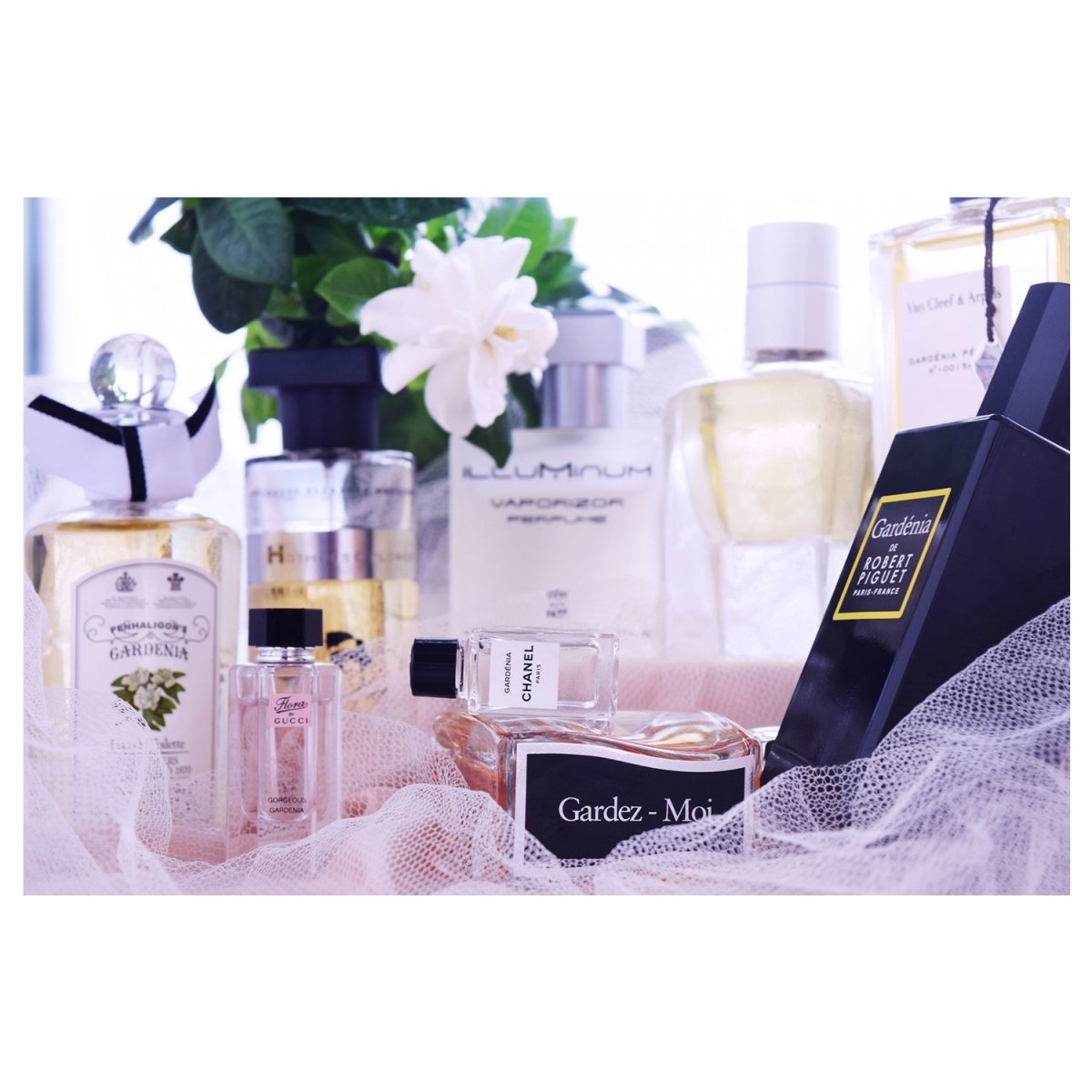 Gardenia - my passion