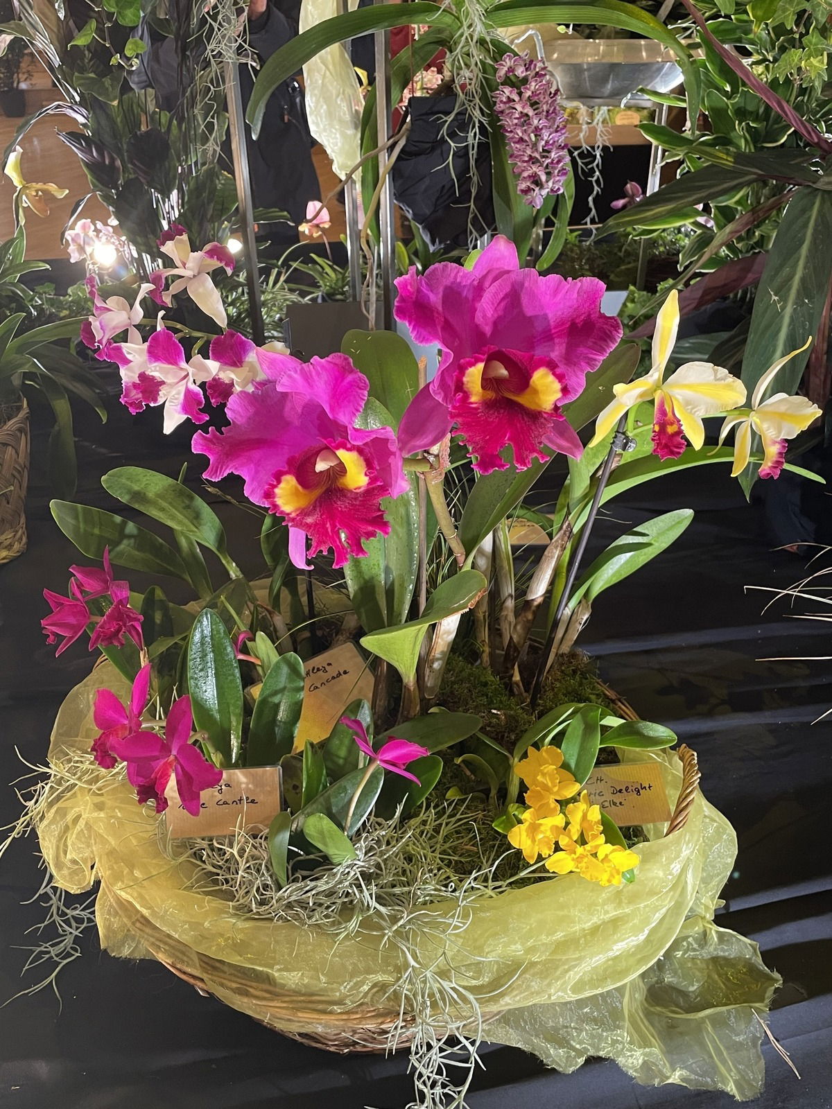 Orchideen......eine Augenweide! 💜🌺