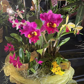 Orchideen......eine Aug...
