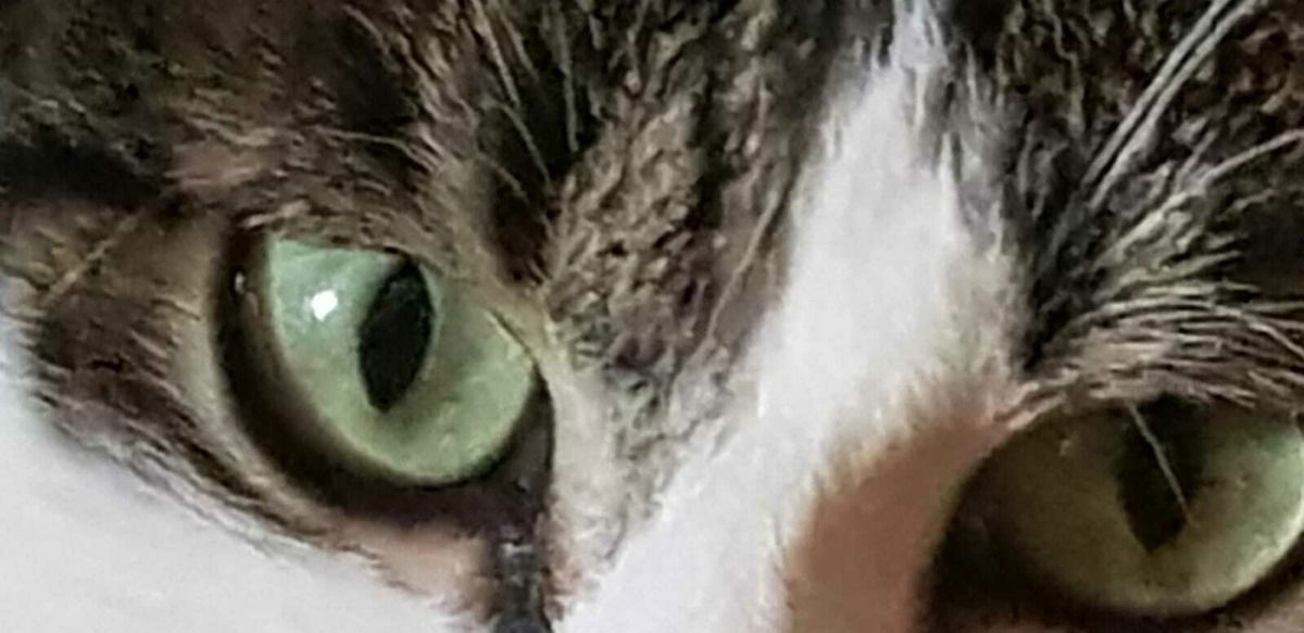 Beute im Focus