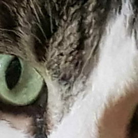 Beute im Focus