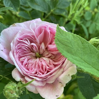 Königin von Dänemark