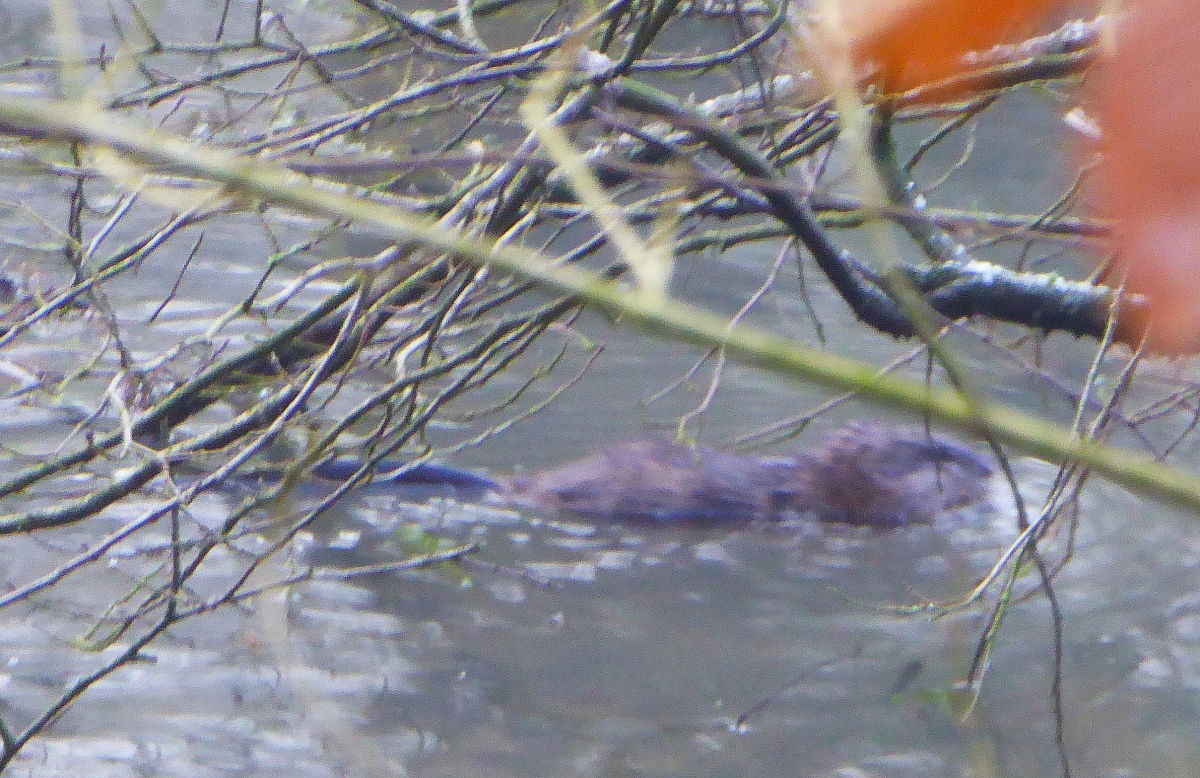 Castoreum jetzt auch im Bergischen, Anfragen Postlagernd am Waschteich. Aufnahme 16.1.2016. Neuentdeckung! Täglicher Hundeausführweg und falsche Kamera dabei :-(