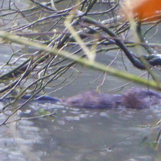 Castoreum jetzt auch im...