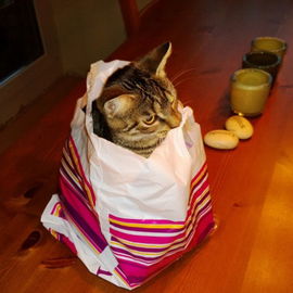 Katze eingekauft..;o)...
