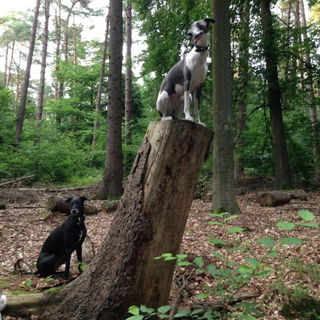 Wenn die Kleinen hoch h...