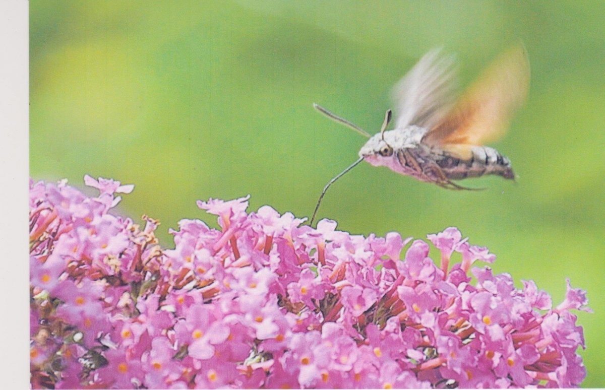 Taubenschwänzchen labt sich an der Buddleia (Sommerflieder)