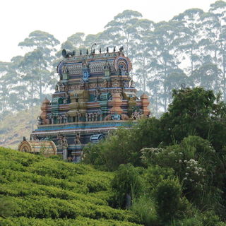 Tempel & Tee in Sri Lan...