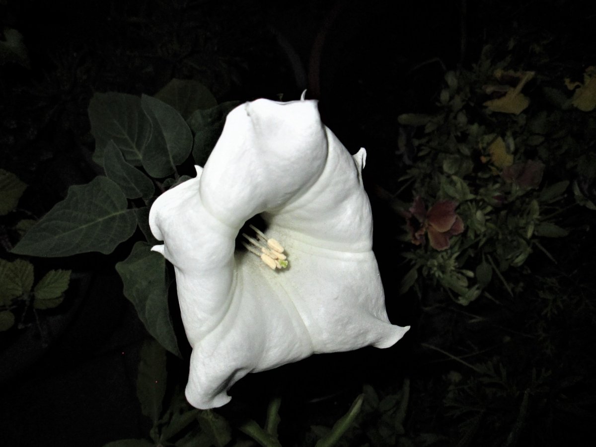 Datura in der Nacht