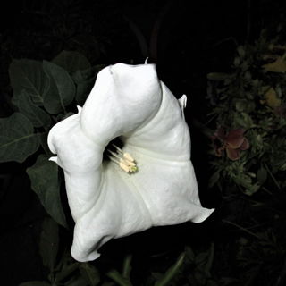 Datura in der Nacht