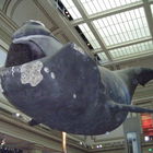 Smithsonian, Washington...