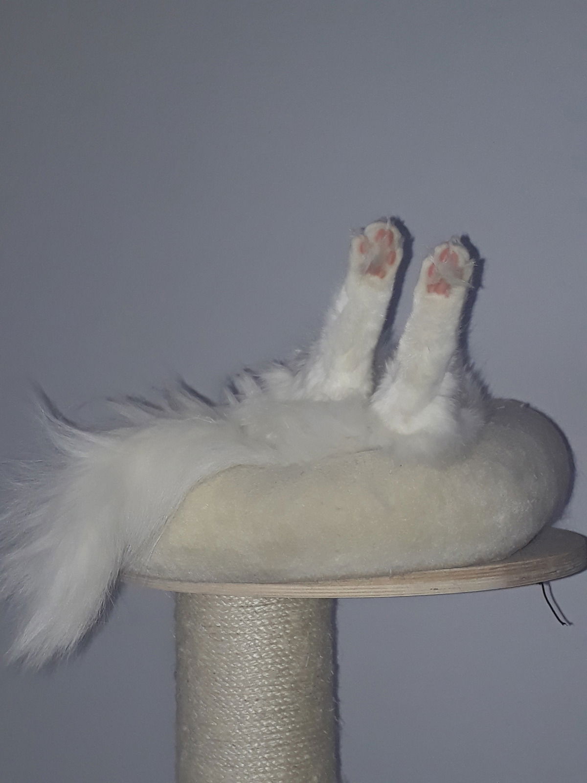 Wilhelm macht Siesta