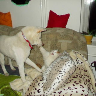 Beide, die Akemi und Ka...