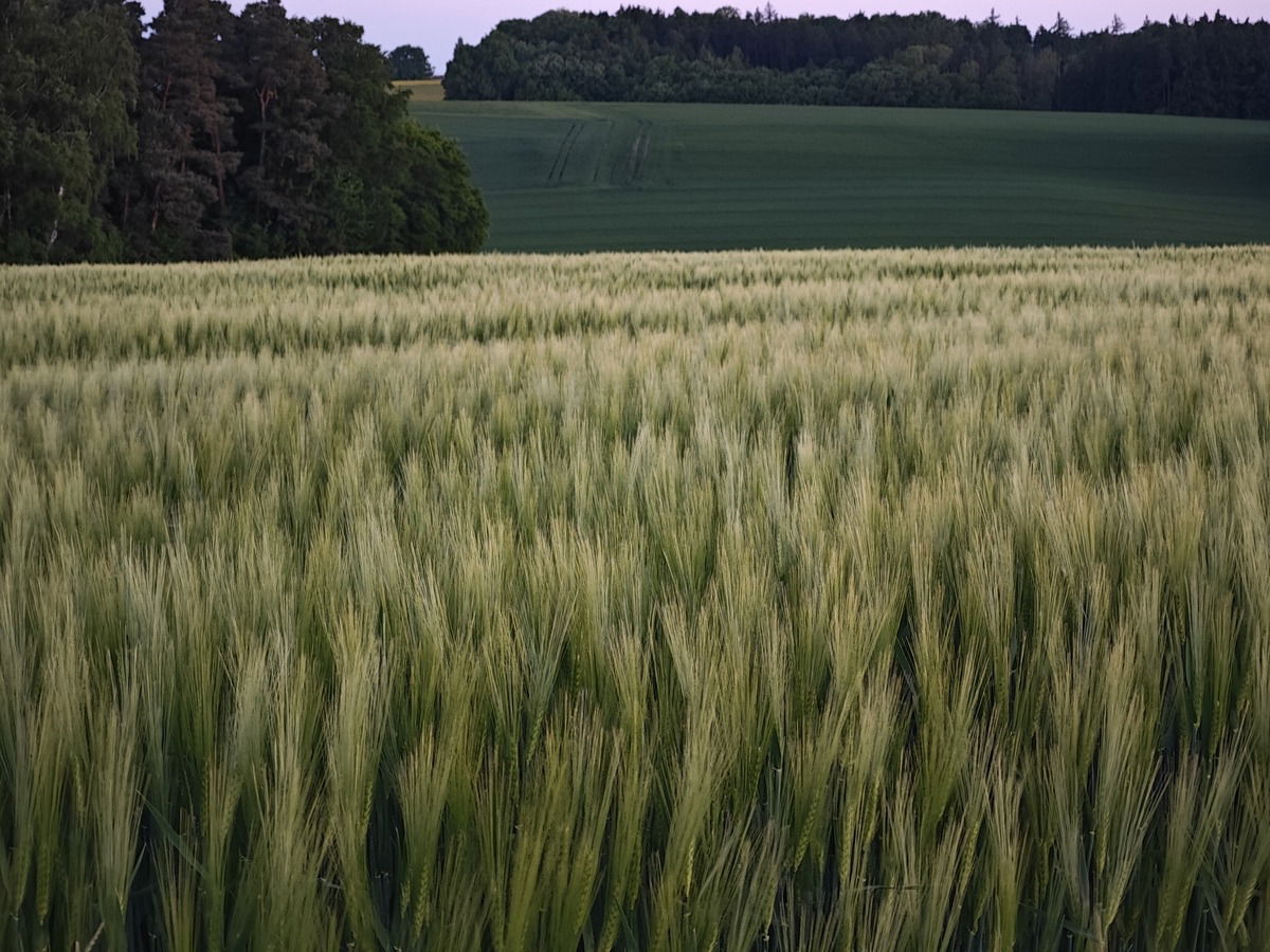 Daheim