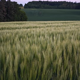 Daheim