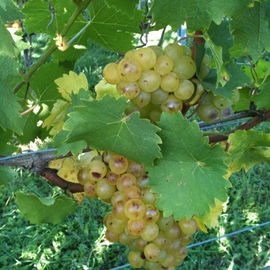 Weinlese....