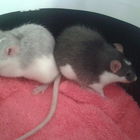 Roxy & Coco