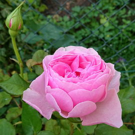 Edelrose "Gospel" - 202...