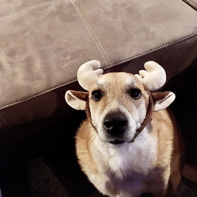 Ruby not amused ... aber einfach zuckersüß