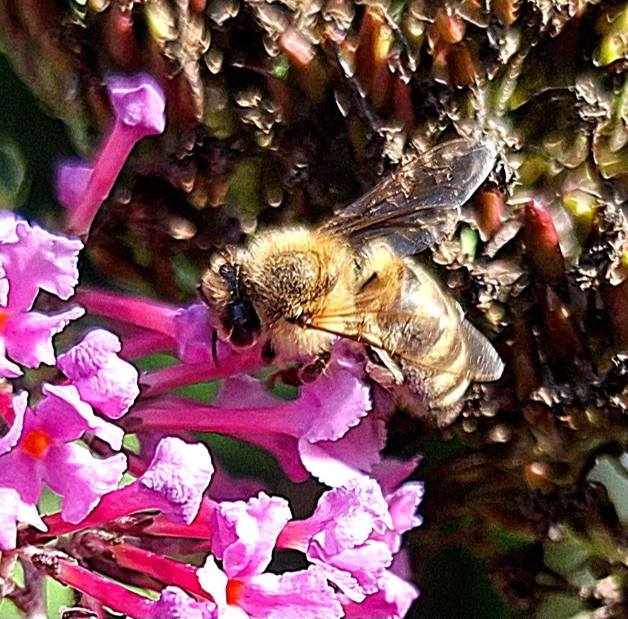 Bienchen bei der Arbeit 🐝🌺🐝