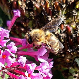 Bienchen bei der Arbeit...