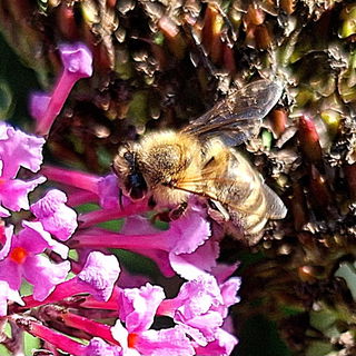 Bienchen bei der Arbeit...