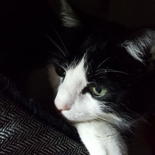 Ich überlegte ihm eine...